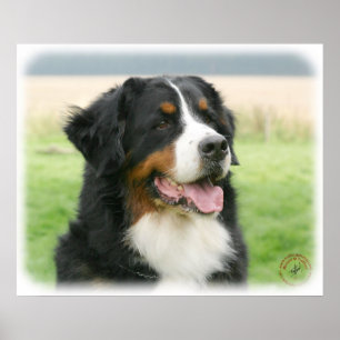 Bernese Mountain Dog 9Y066D-046 Poster