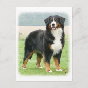 Bernese Mountain Dog 9Y066D-133 Postkarte