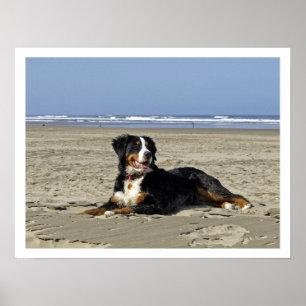Bernese Mountain Dog am Strand Poster