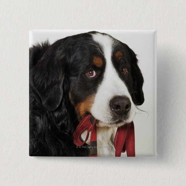 Bernese Mountain Dog (Berner Sennenhund) mit Button (Vorderseite)
