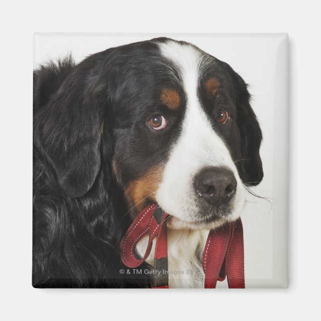 Bernese Mountain Dog (Berner Sennenhund) mit Magnet (Vorne)