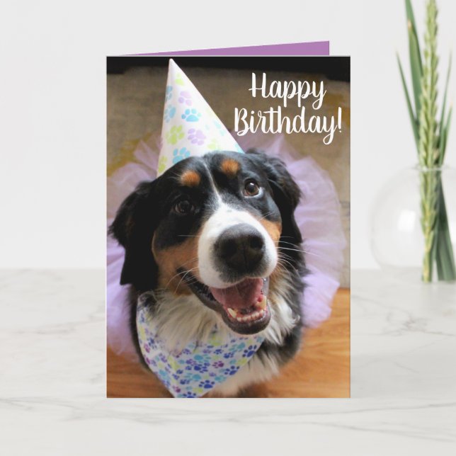 Bernese Mountain Dog Birthday Karte (Vorderseite)