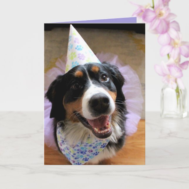 Bernese Mountain Dog Birthday Karte (Orchidee)