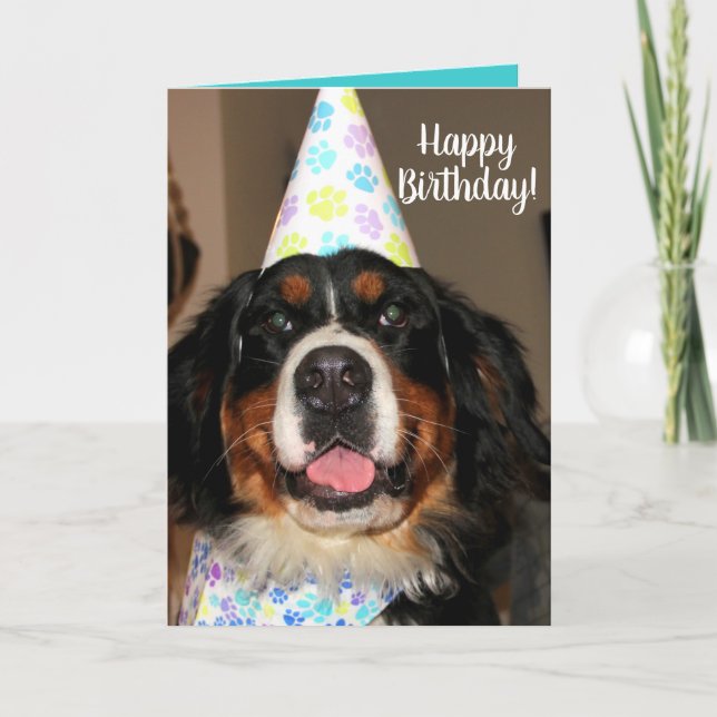 Bernese Mountain Dog Birthday Karte (Vorderseite)