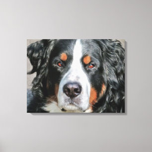 Bernese Mountain Dog Foto Image Leinwanddruck
