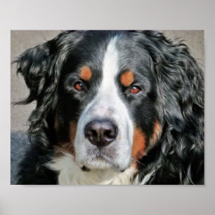 Bernese Mountain Dog Foto Image Poster