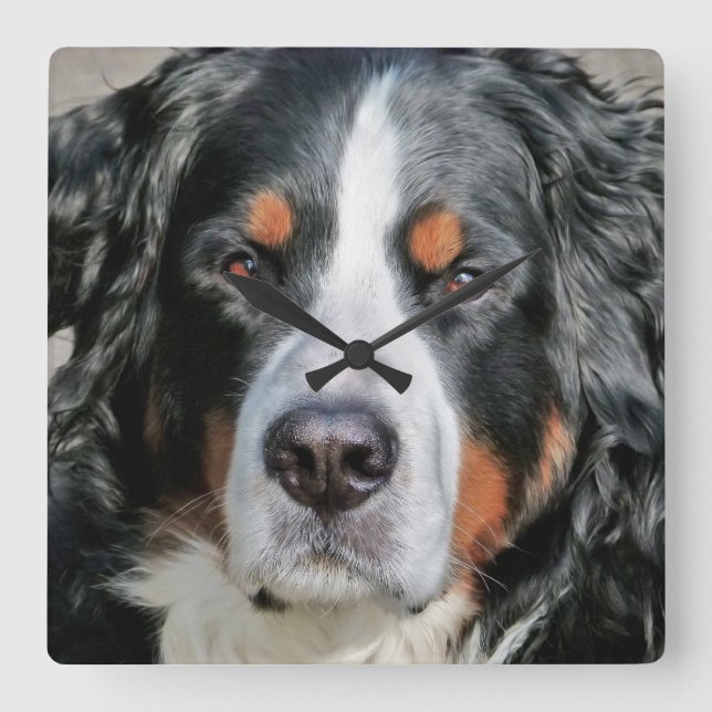 Bernese Mountain Dog Foto Image Quadratische Wanduhr (Vorderseite)