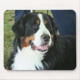 Bernese Mountain Dog Foto Mousepad