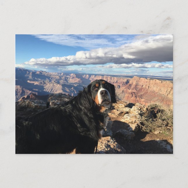 Bernese Mountain Dog Grand Canyon Postkarte (Vorderseite)