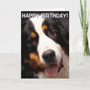 Bernese Mountain Dog Grußkarte Karte
