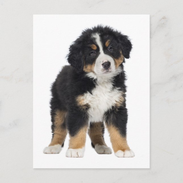 Bernese Mountain Dog Hallo, Liebe, Sorry, danke Postkarte (Vorderseite)