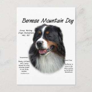 Bernese Mountain Dog History; alles über Berners Postkarte