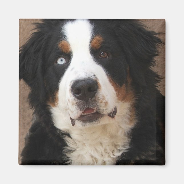 Bernese Mountain Dog Magnet 2 - "Lucy" (Vorne)