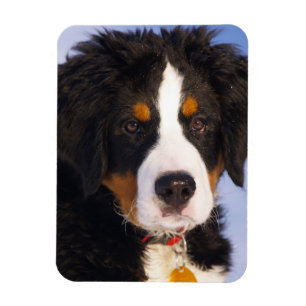 Bernese Mountain Dog - Niedliches Welpe-Foto Magnet