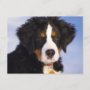 Bernese Mountain Dog - Niedliches Welpe-Foto Postkarte