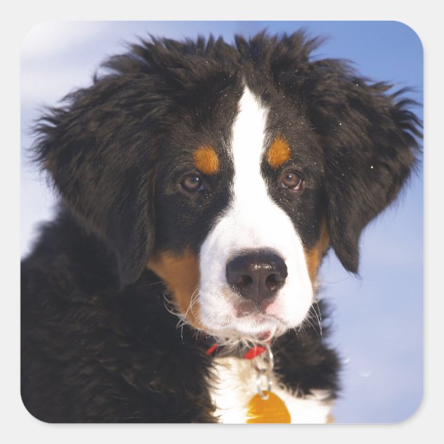 Bernese Mountain Dog - Niedliches Welpe-Foto Quadratischer Aufkleber (Vorderseite)