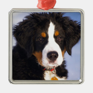 Bernese Mountain Dog - Niedliches Welpe-Foto Silbernes Ornament