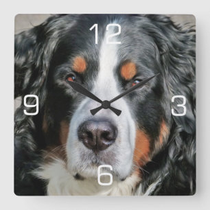 Bernese Mountain Dog Photo Image Quadratische Wanduhr