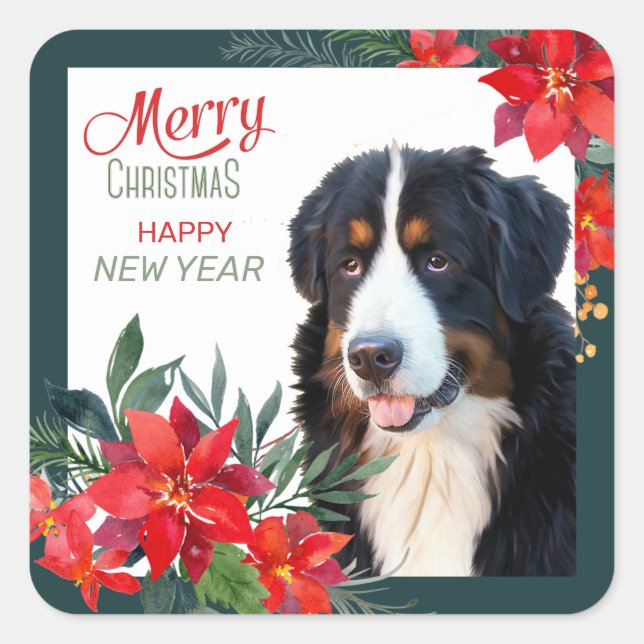 Bernese Mountain Dog Poinsettia Bouquet Weihnachte Quadratischer Aufkleber (Vorderseite)