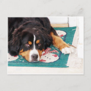 Bernese Mountain Dog Postcard Postkarte