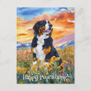 Bernese Mountain Dog Postcross - Postcard Postkarte