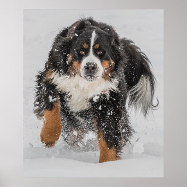 Bernese Mountain Dog Poster (Vorne)