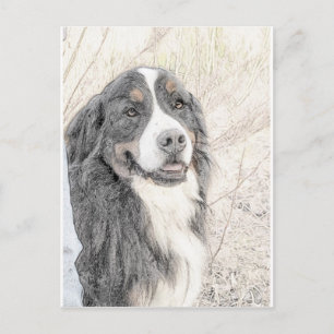 Bernese Mountain Dog Postkarte