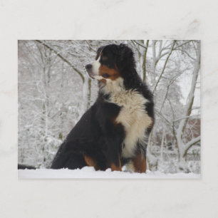Bernese Mountain Dog Postkarte
