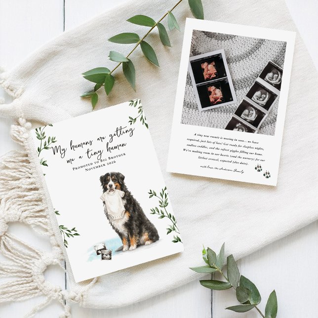 Bernese Mountain Dog Pregnancy Announcement Ankündigung (Von Creator hochgeladen)