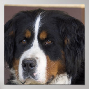 Bernese Mountain Dog Print Poster