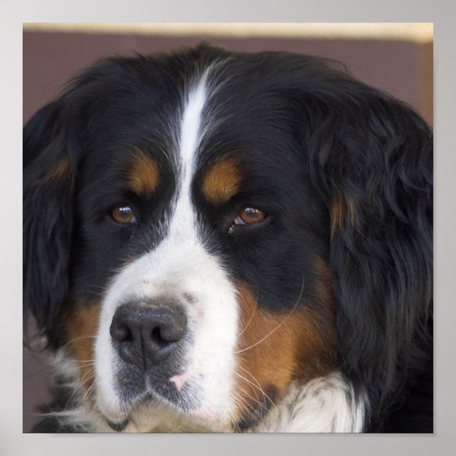 Bernese Mountain Dog Print Poster (Vorne)