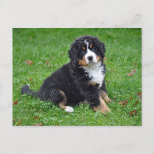 Bernese Mountain Dog Puppy Foto Postkarte