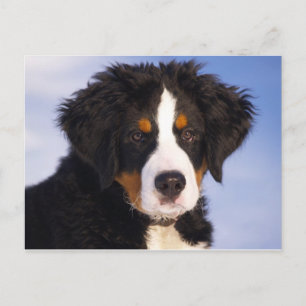 Bernese Mountain Dog Puppy Postkarte
