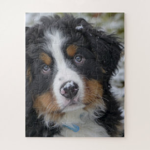 Bernese Mountain Dog Puppy Second Puzzle