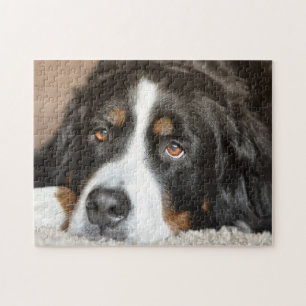 Bernese Mountain Dog Puzzle