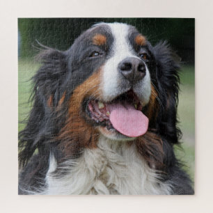 Bernese Mountain Dog Puzzle