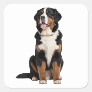 Bernese Mountain Dog Quadratischer Aufkleber