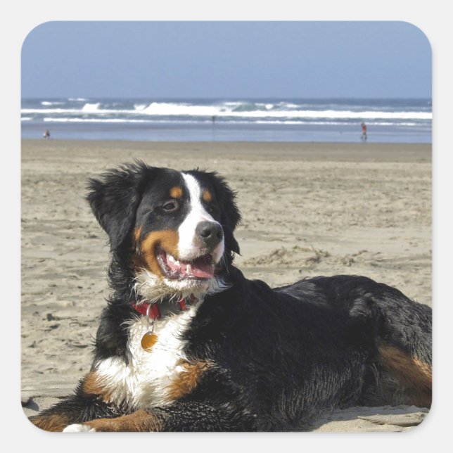 Bernese Mountain Dog Quadratischer Aufkleber (Vorderseite)