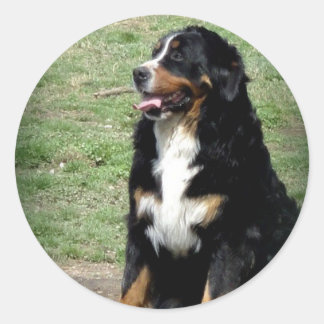 Bernese Mountain Dog Runder Aufkleber