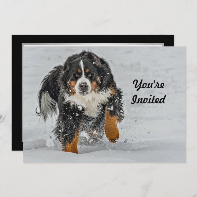 Bernese Mountain Dog Snow Foto Geburtstag Einladung (Vorne/Hinten)