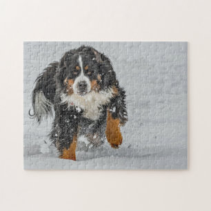 Bernese Mountain Dog Snow Foto Puzzle