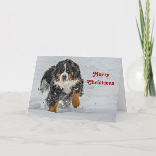Bernese Mountain Dog Snow Foto Weihnachten