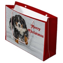 Bernese Mountain Dog Snow Foto Weihnachten