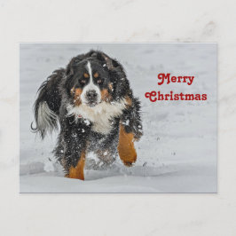 Bernese Mountain Dog Snow Foto Weihnachten Postkarte