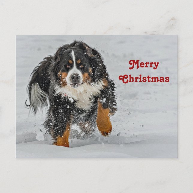 Bernese Mountain Dog Snow Foto Weihnachten Postkarte (Vorderseite)