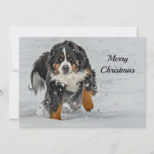 Bernese Mountain Dog Snow Foto Weihnachtswohnung Feiertagskarte