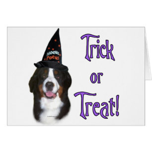 Bernese Mountain Dog Trick