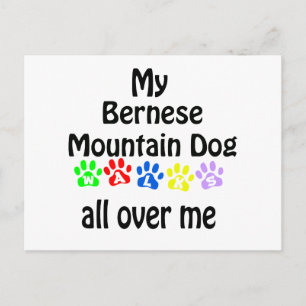Bernese Mountain Dog Walks Design Postkarte