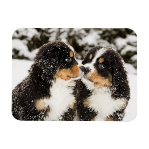 Bernese Mountain Dog Welppies Sniff Magnet