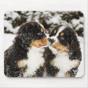 Bernese Mountain Dog Welppies Sniff Mousepad